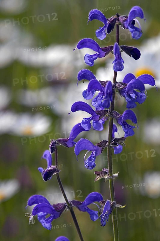 Meadow clary