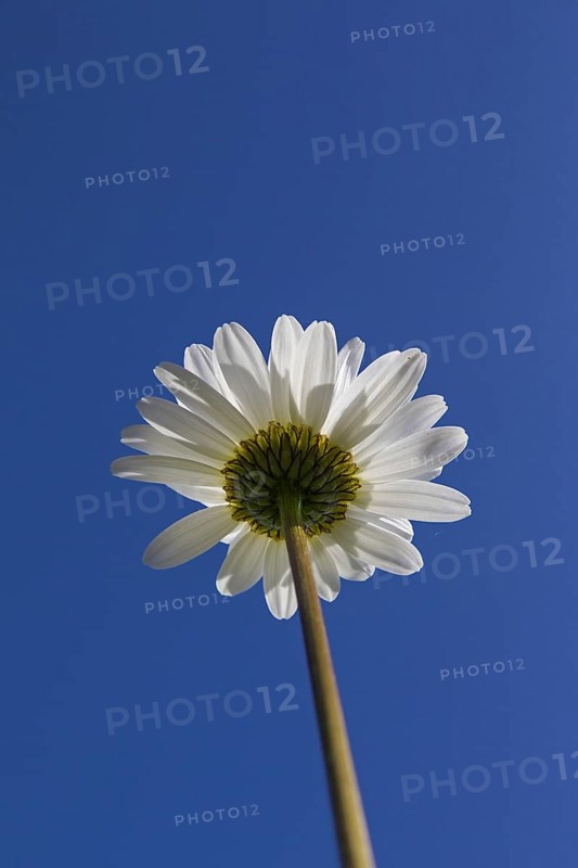 Ox-eye daisy