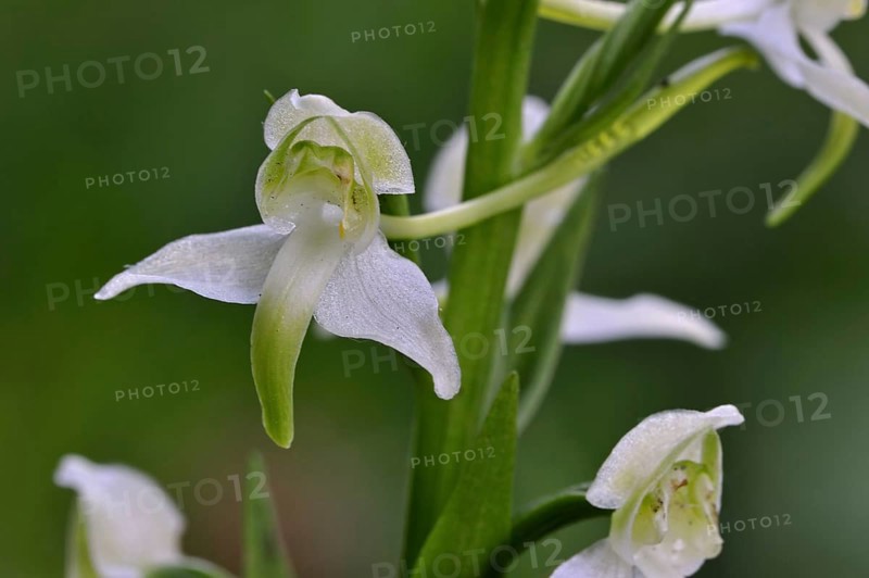Greater butterfly orchid