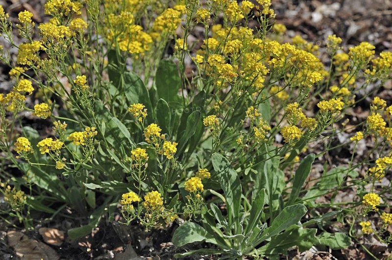 Gold Alyssum