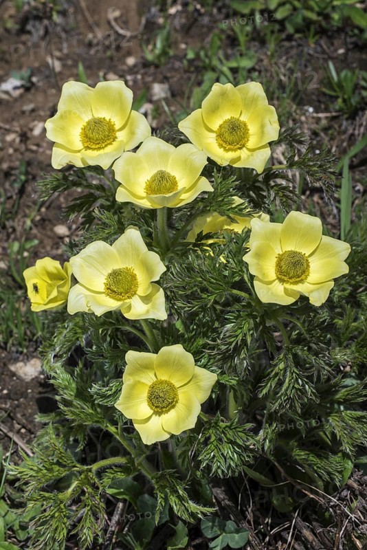 Yellow alpine pasqueflower