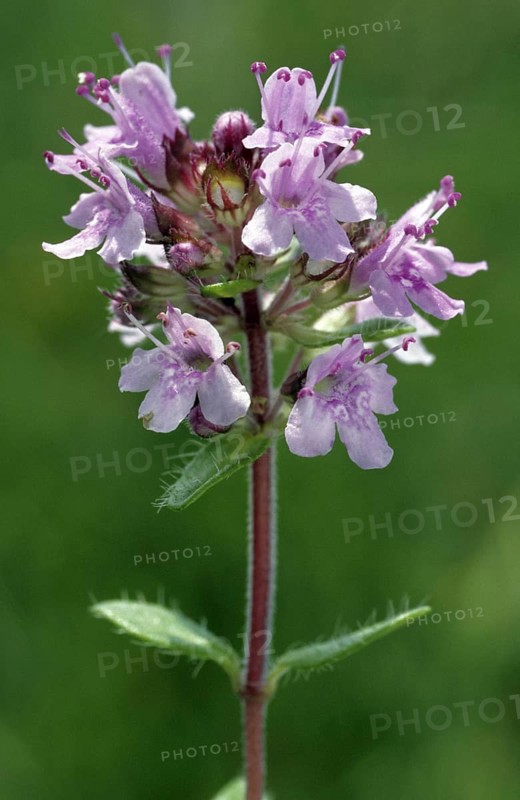 Garden thyme
