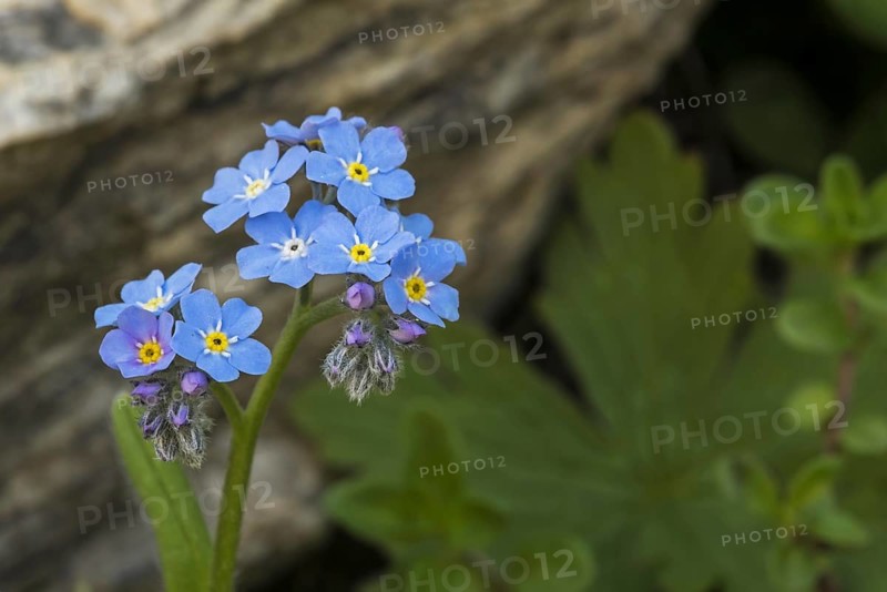 Alpine Forget-me-not