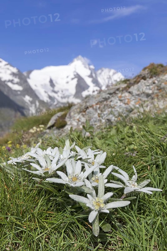 Edelweiss