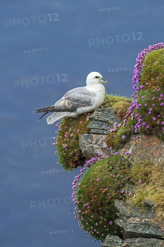 Northern fulmar