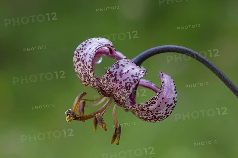 Martagon lily