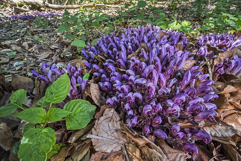 Purple toothwort