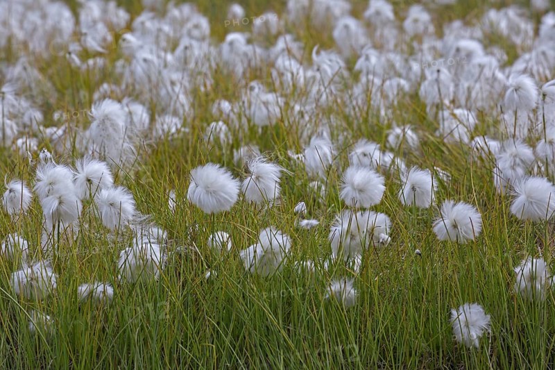 Scheuchzer's cottongrass