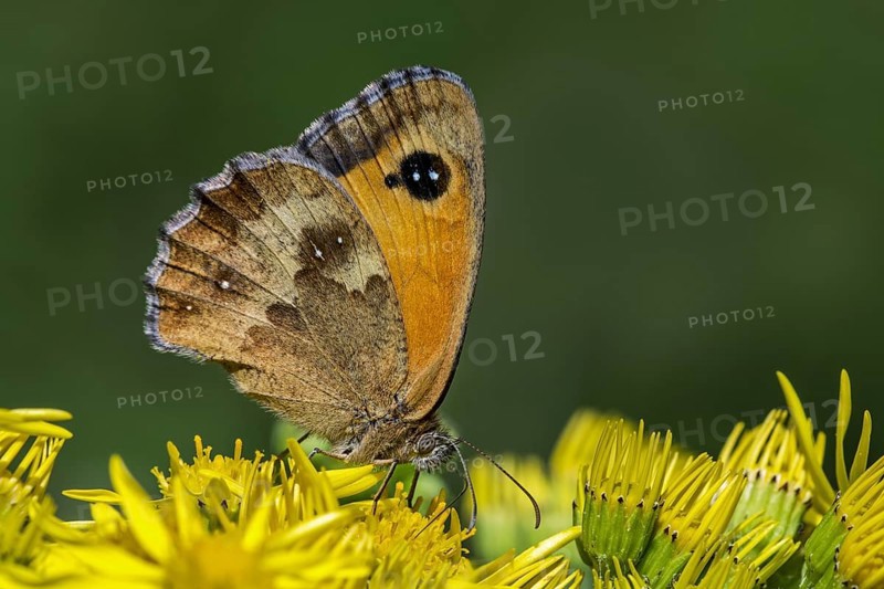 Gatekeeper