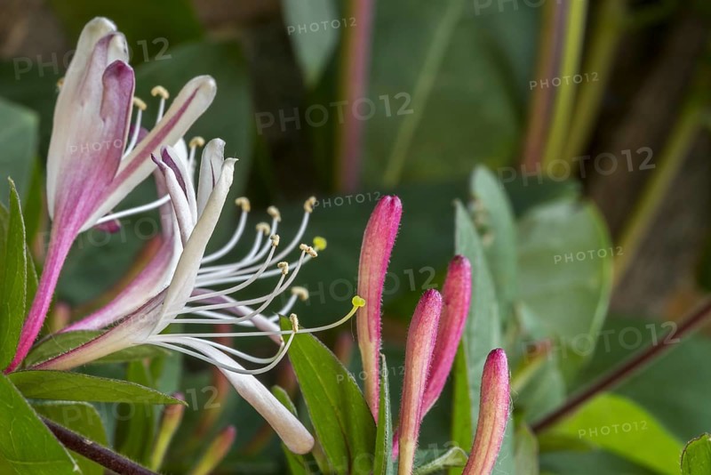 Common honeysuckle