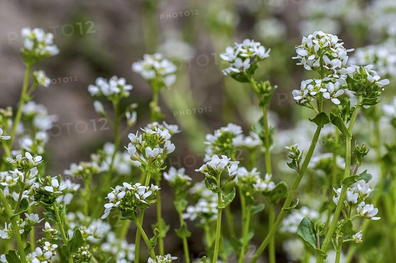 Common scurvygrass