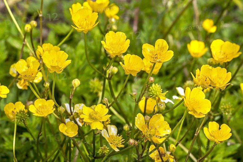 Creeping buttercup