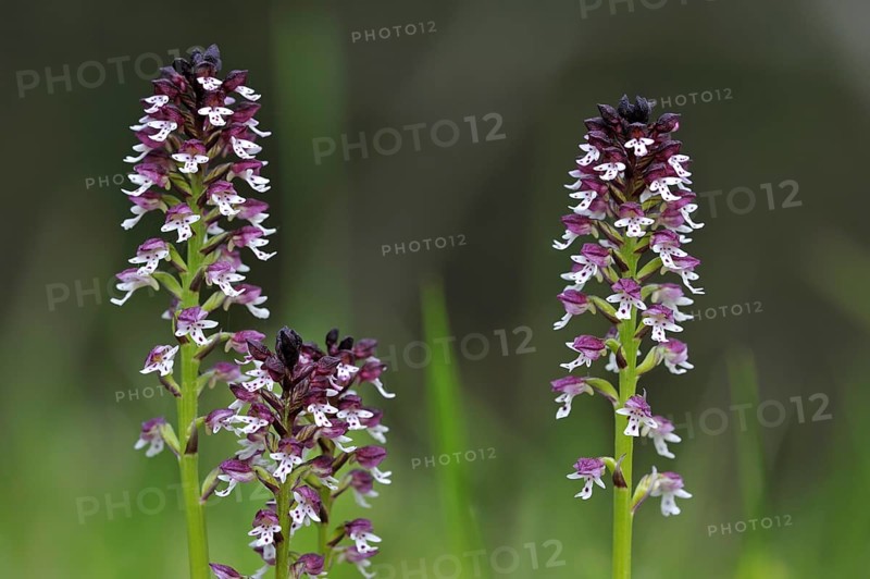 Burnt orchids in flower