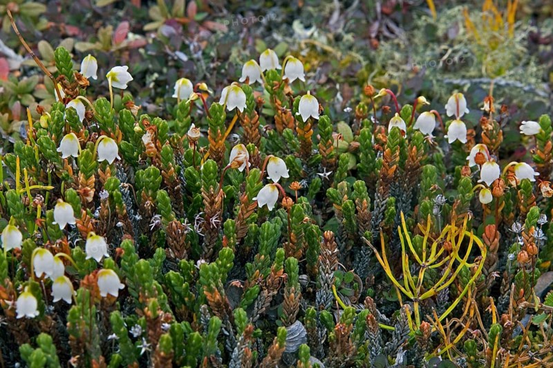 Clubmoss mountain heather