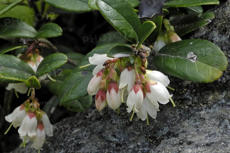 Lingonberry