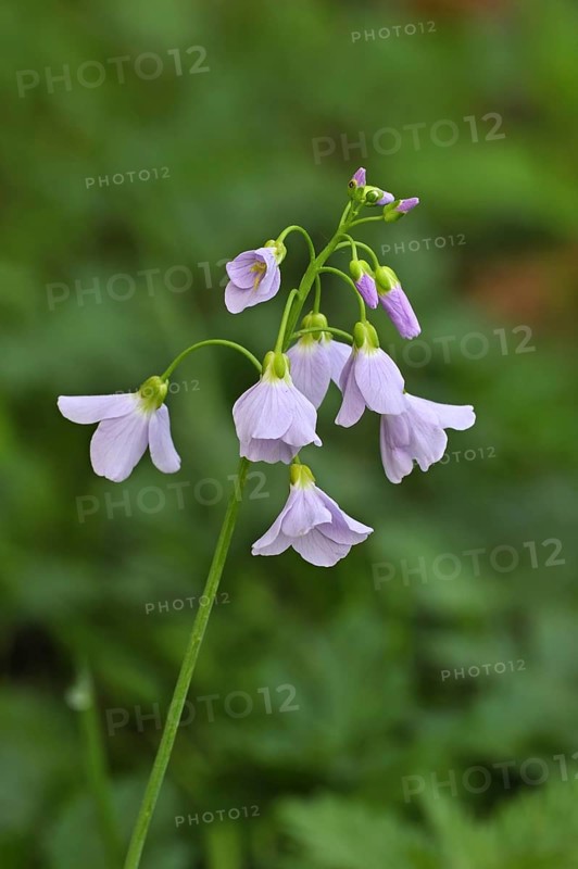 Cuckoo flower