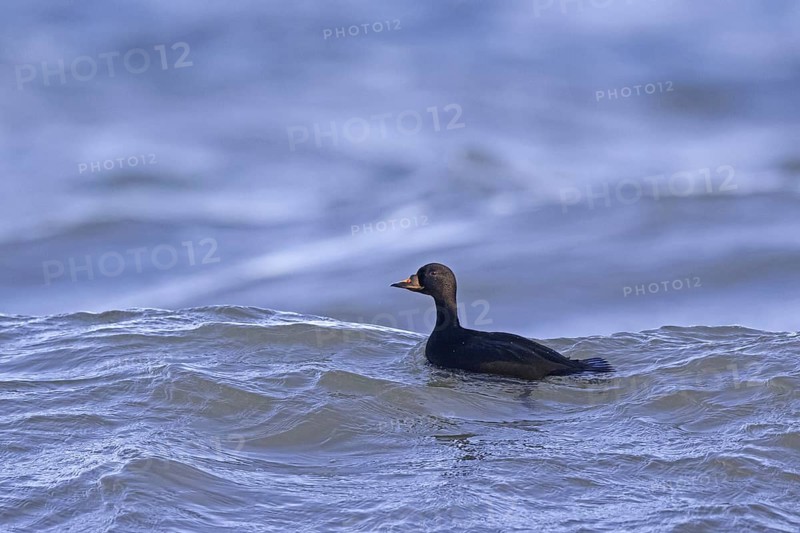 Common scoter