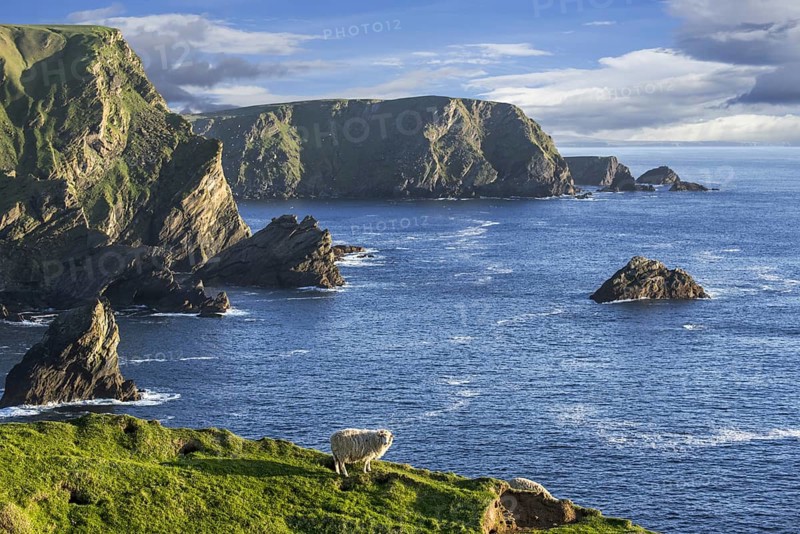 Sheep grazing along the spectacular coastline with sea cliffs and stacks
