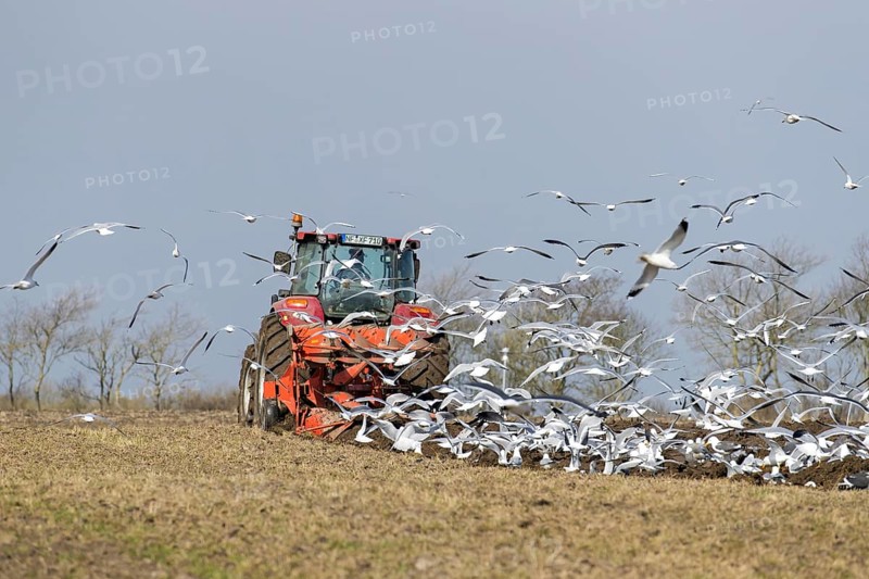 Gulls following tractor with plough