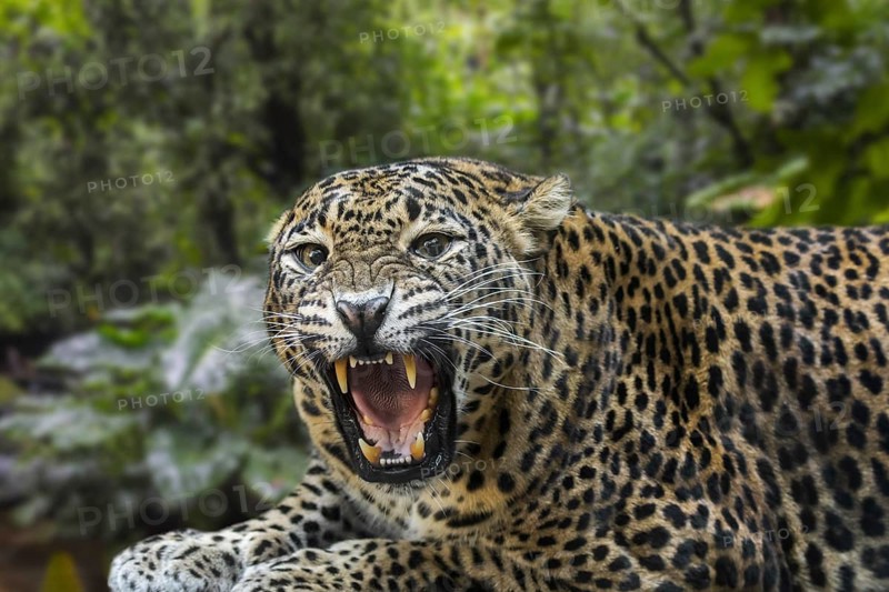 Sri Lankan leopard