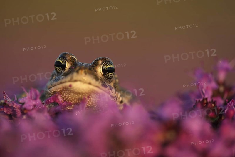 Natterjack toad