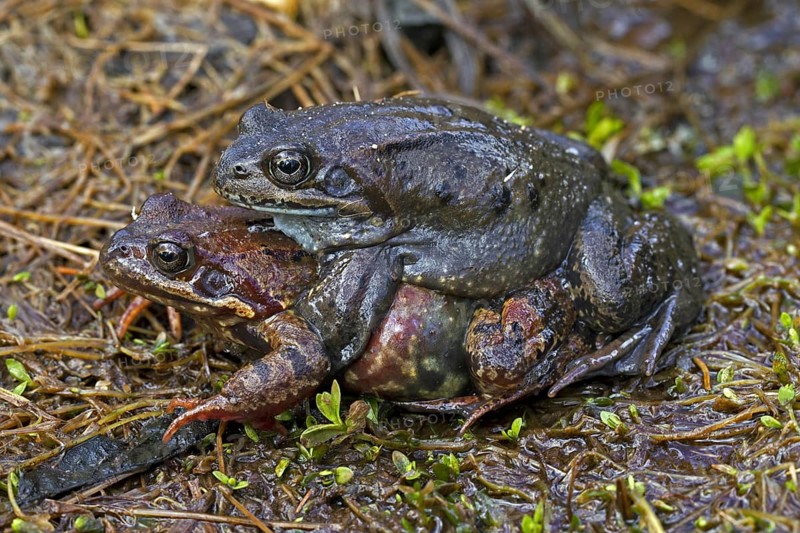 European common brown frogs