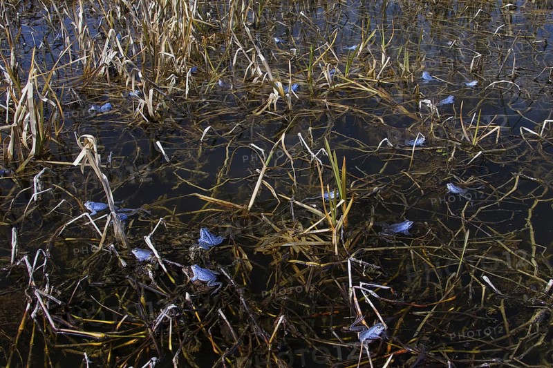 Moor Frogs
