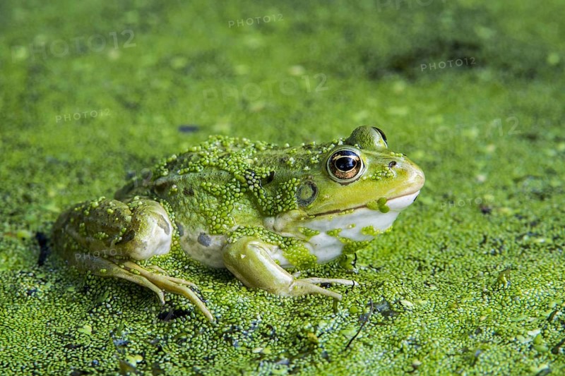 Edible frog