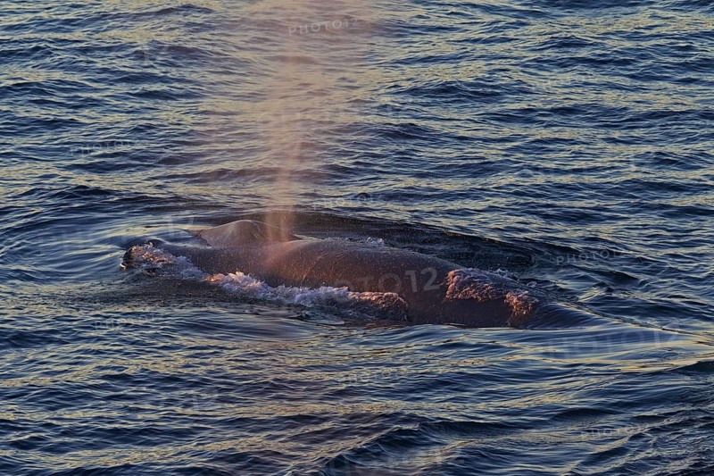Blue whale
