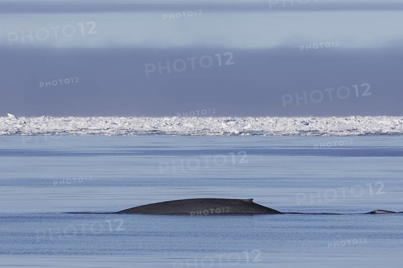 Blue whale