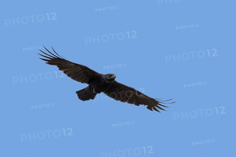 Carrion crow