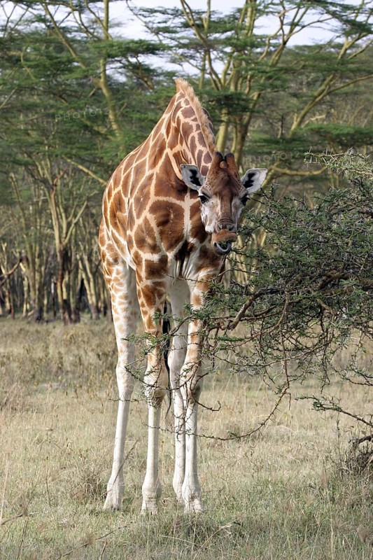 Rothschild's giraffe
