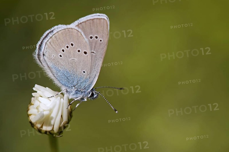 Mazarine blue
