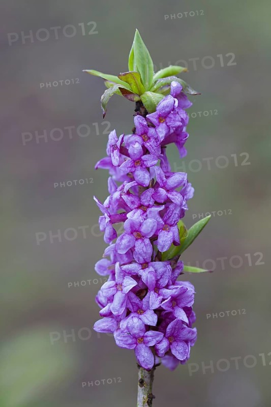 February daphne
