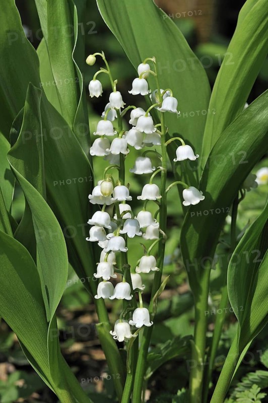 Lily of the Valley