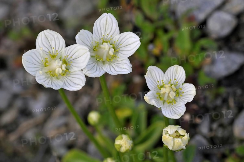 Marsh grass of Parnassus
