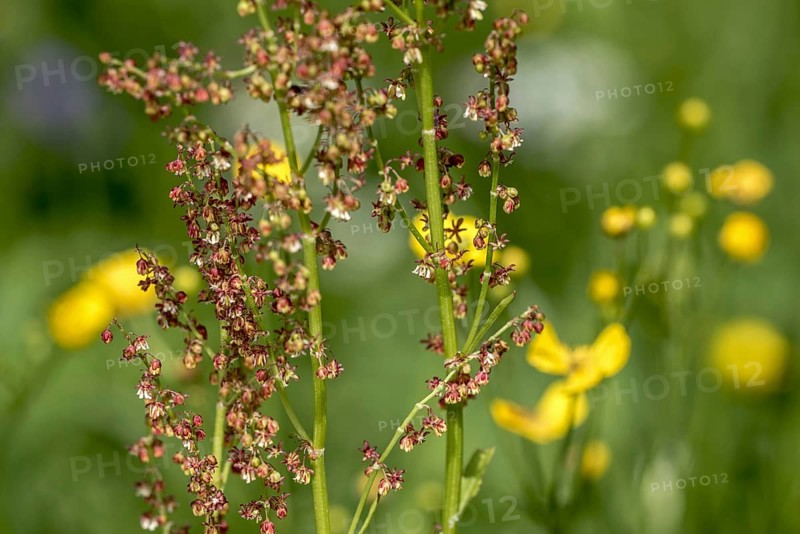 Common sorrel