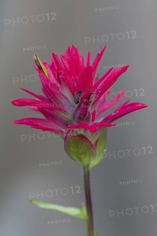 Close up of giant red Indian paintbrush