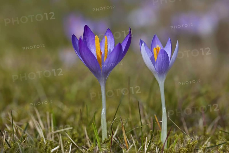 Two spring crocuses