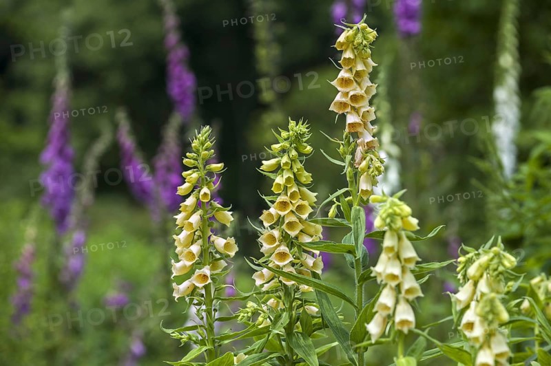 Big-flowered foxglove