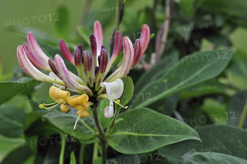 Common Honeysuckle