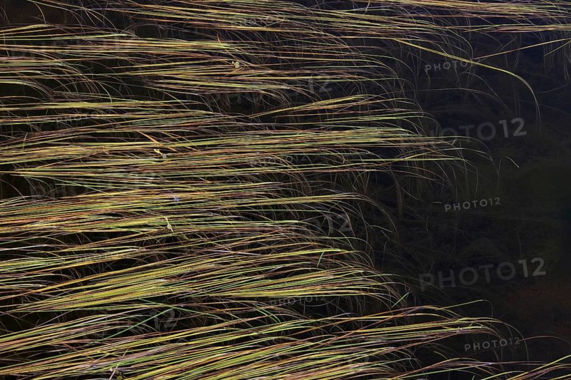 Leaves of Northern Bur-Reed