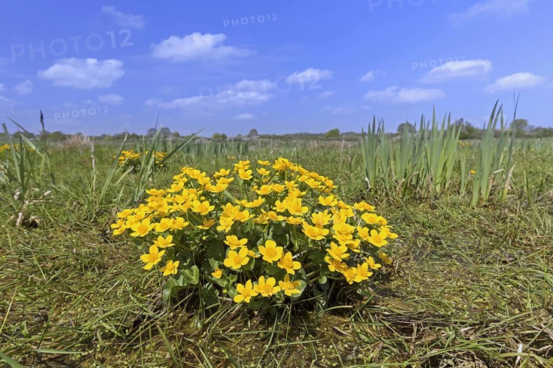 Marsh-marigold