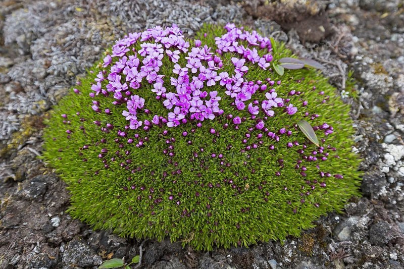 Moss campion