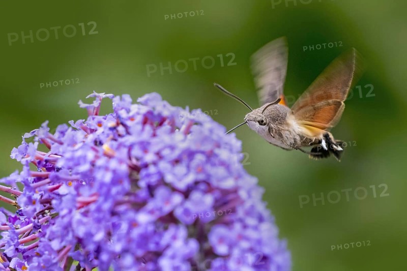 Hummingbird hawk-moth