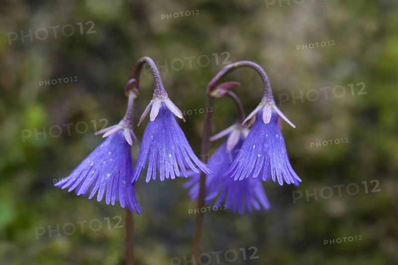 Alpine snowbell