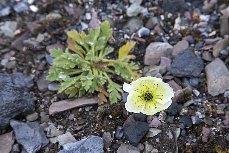 Svalbard poppy