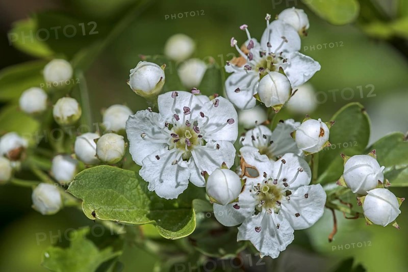 Blossoming common hawthorn