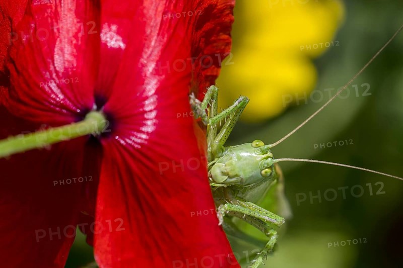 Great green bush-cricket