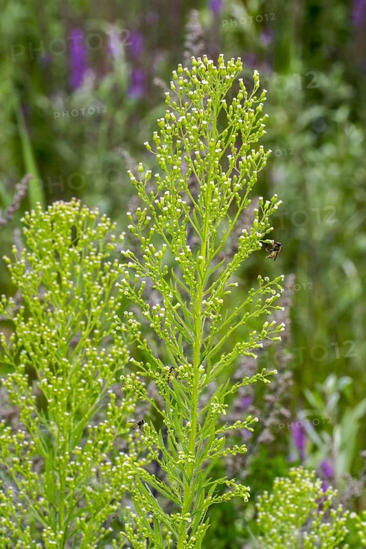 Canadian horseweed